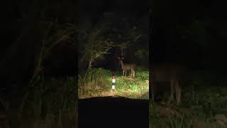 മ്ലാവ് വണ്ടിക്ക് കുറുകെ വന്നപ്പോൾ // Sambar deer 🦌