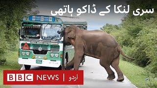 The 'bandit' elephants holding travellers to ransom for food - BBC URDU