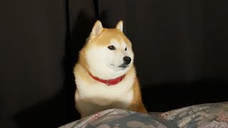 Shibe longs for a human fluffy bed