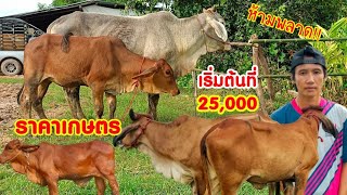 เปิดราคาวัว เริ่มที่25,000 ราคาเกษตร มีแม่ลูกสวยๆ2โคม และวัวผู้น้อย ห้ามพลาดเลยคอกนี้