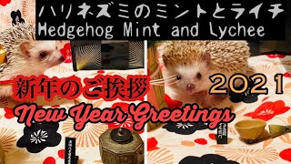 【新年の挨拶】【New Year greetings】ハリネズミのミントとライチ〜日本情緒編Hedgehog  Mint and Lychee〜Japanese emotional version