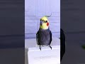 带你趣户外 快手宠物天团 parrot