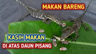 Cobain kasih m4kan biawak di atas daun pisang || Biawak lagi gak selera makan