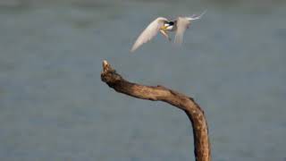 [4K] コアジサシ（1）求愛給餌（川越市・伊佐沼） - Little Tern - Wild Bird - 野鳥 動画図鑑