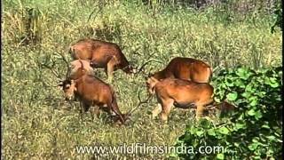 Barasingha in the grasslands of Kanha