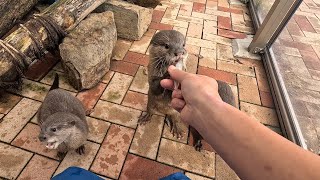 【飼育員目線】カワウソのご飯タイム＠あわしまマリンパーク