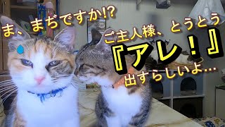 検証！猫はこたつで丸くなる？　～初めてこたつを体験した猫の反応～