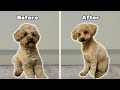 My Dogs Incredible Transformation After Groom