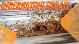 Hibernating Ant Colonies Update