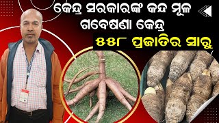 କେନ୍ଦ୍ର କନ୍ଦ ମୂଳ ଗବେଷଣା କେନ୍ଦ୍ରର ୫୫୮ ପ୍ରଜାତିର ସାରୁ || 558 varieties of Colocasia in CTCRI.