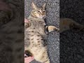 猫のお腹を触ろうとしたら....www shorts