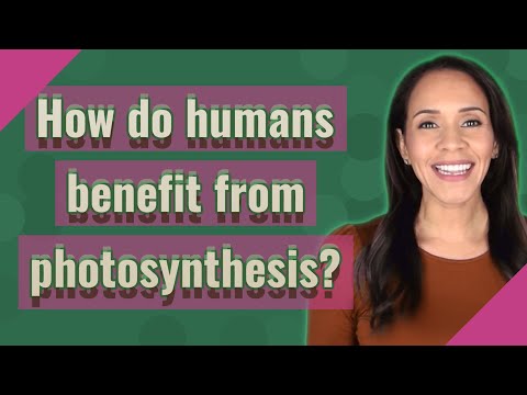How do humans benefit from photosynthesis?