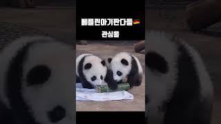 아기 판다들 in 베를린 독일 젊은이들 #다판다 #판다 #panda