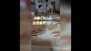 ＃フレンチブルドッグ＃ココロ＃11歳＃全盲＃緑内障悪化＃両目眼球摘出＃老犬＃