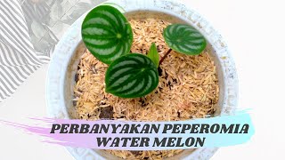 CARA MEMPERBANYAK PEPEROMIA  WATER  MELON