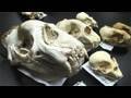 Skulls at the Cal Academy: Science on the SPOT