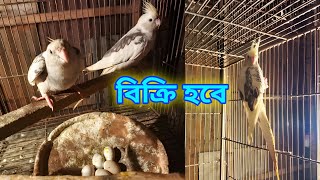 কম দামে ককাটেল পাখি ২০২৫ | ককাটেল পাখি পালন পদ্ধতি | ককাটেল পাখির দাম | Cockatiel Bird Price