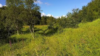 Summer forest with wind and bird sounds