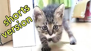 #shorts #YouTubeショート 去勢したらビビりになった子猫 A cat whose castration has changed 子猫あるある cute cat