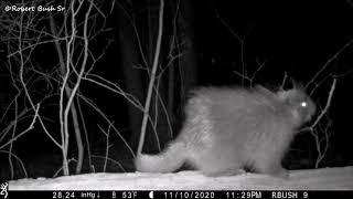 A Young Porcupine at the Ridge Log   11/2020