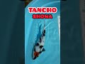 NISHIKIGOI GOSANKE TANCHO SHOWA KOI FISH LOKAL BLITAR INDONESIA