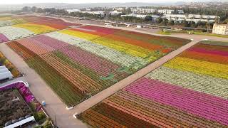 CARLSBAD FLOWER FIELDS || AVA GO CHANNEL