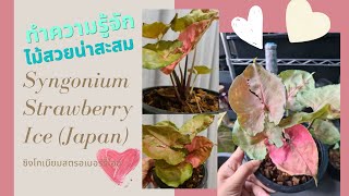 EP 6. ทำความรู้จัก Syngonium podophyllum \