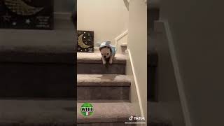 funny cat compilation - funny cats scared of random things - funny cats compilation #funnycat #cat