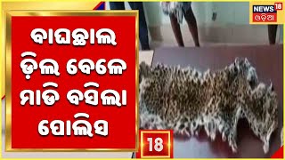 Odia News | Deogarh Tiger Skin | କଲରା ପତରିଆ ବାଘଛାଲ ଡ଼ିଲ ବେଳେ ମାଡି ବସିଲା ପୋଲିସ