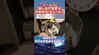 【FIP・猫伝染性腹膜炎】副作用以外は大丈夫かい！？【#fip#猫伝染性腹膜炎#腹水#黄疸#臓器圧迫#食欲不振#mutian#未認可薬#生後３ヶ月#子猫#catshorts#ねこ#猫のいる暮らし】