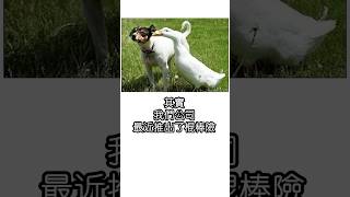 【苦逼樂】那就只能選擇原諒你啦 小動物梗圖冷笑話大量槽點 #搞笑 #shorts