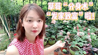 🍓草莓苗1盆变5盆，还在继续变变变，变身草莓养殖大户咯