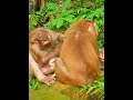 Most beautiful twin baby Monkeys #shorts #monkeyvideo #babymonkey #monkeys #animals #monkeyfamily