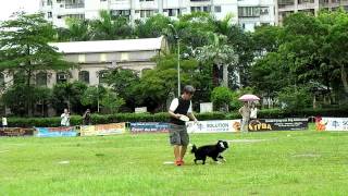 2012夏季飛盤狗花式--亞軍--飛寶