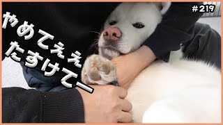 恐怖の爪切り【秋田犬もんたろう #219】Akita inu