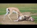 WORLD’S FASTEST ANIMALS FAIL! Grant’s Gazelle Take Down Cheetah With Horns - Rhino vs Hyenas, Hippo