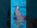 7 Datos curiosos de los Delfines