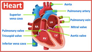HEART ANATOMY in 3 MINUTES| Memorize parts of the heart