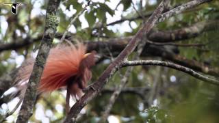 Raggiana Bird-of-Paradise