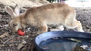 【大久野島の秋】柿を食べる野うさぎ