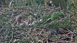 Mazais ērglis~ Little one first time lone! First Feeding~ 8:11 PM 2021/06/04