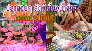 ปลาสวยงาม สัตว์เลี้ยงน่ารักๆ จตุจักร 2 มีนบุรี  เที่ยวจตุจักรมีนบุรีล่าสุด