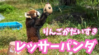 【レッサーパンダ】りんごがだいすき【動物園気分】