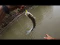 this river was loaded with white bass ridiculous