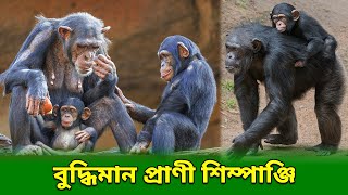 শিম্পাঞ্জি আফ্রিকা মহাদেশের প্রাণী |  শিম্পাঞ্জির বৈশিষ্ট্য |  Characteristics Of Chimpanzee