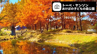 Metasequoia trees shining in orange★Tove Jansson Akebono Children's Forest Park｜Hanno City, Saitama