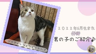 【ブリティッシュショートヘア】販売中の猫ちゃんをご紹介いたします！