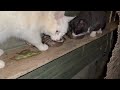 2025 01 11 1 最後の朝ご飯 牛小屋で産まれた最後の子猫 orion day122