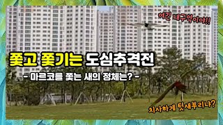 [할리퀸마카우 마르코] 쫓고 쫓기는 도심추격전! 마르코를 쫒는 새는 천연기념물? 🐦