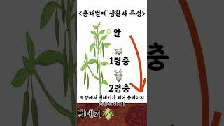 총채벌레와 미생물이 만나면?